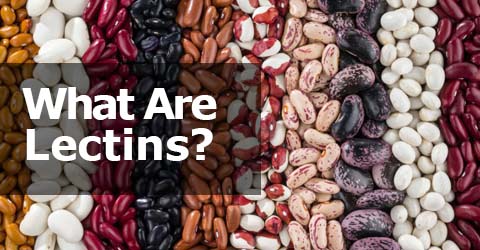 lectins